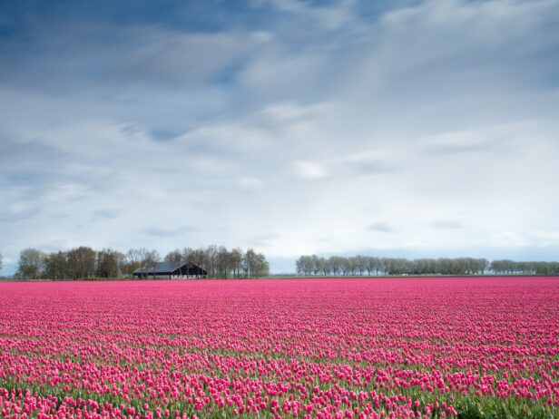 Tulip-field-تيوليب